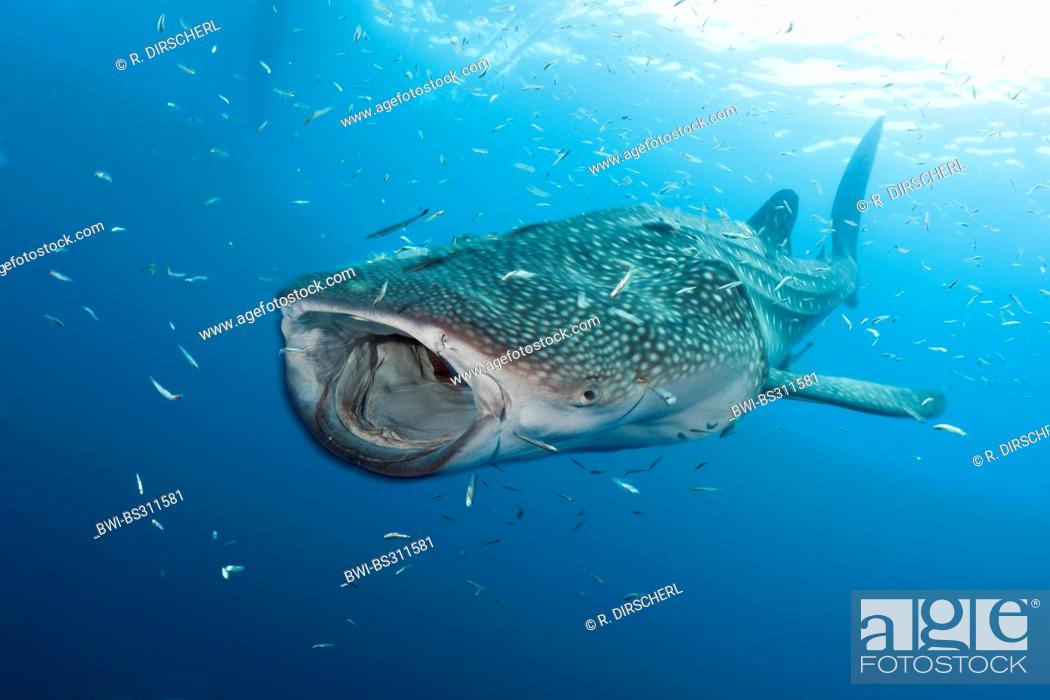 Stock Photo: whale shark (Rhincodon typus), swimming through a shoal with open mouth, Indonesia, Western New Guinea, Cenderawasih Bay.
