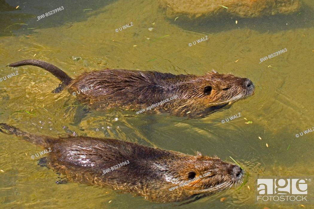 coypu, nutria Myocastor coypus, two animals swimming side by side in a  shallow water, Stock Photo, Picture And Rights Managed Image. Pic.  BWI-BS239963 | agefotostock