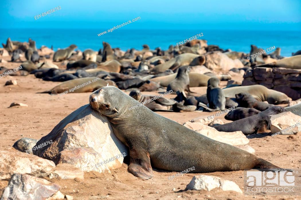 Stock Photo: brown fur seal in Cape Cross colony, Namibia safari wildlife.