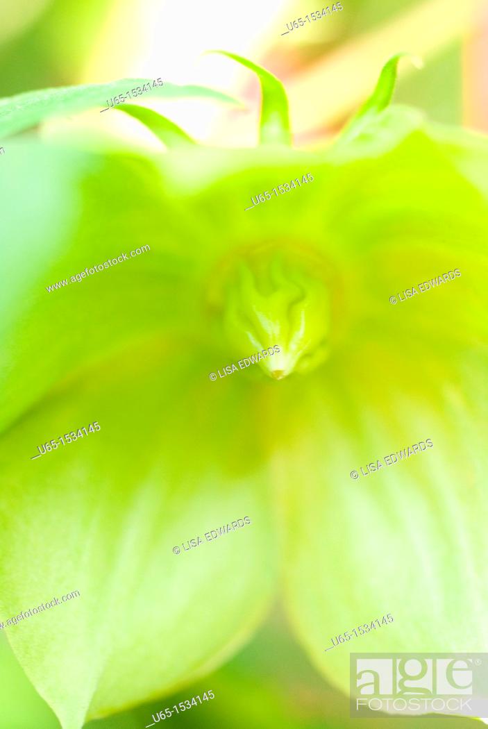 Stock Photo: Ranunculaceae in Fort Collins, Colorado, USA.