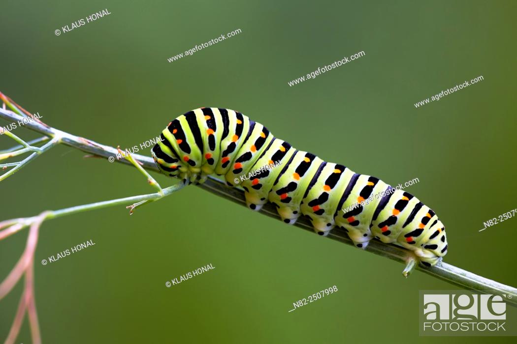 Stock Photo: The beautiful rare caterpillar of a Swallowtail Papilio machaon on dill Anethum graveolens in a rural garden - Central Franconia, Bavaria/Germany.