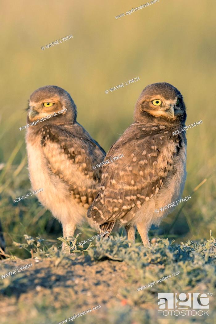Stock Photo: Burrowing owl (Athene cunicularia) chick(s), southern Alberta, Canada.