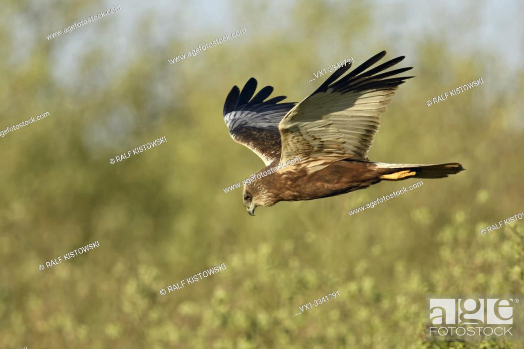 Stock Photo: Western Marsh Harrier ( Circus aeruginosus ), adult male, in typical flight pose, V-wings, searching for food, wildlife, Netherlands, Europe. .