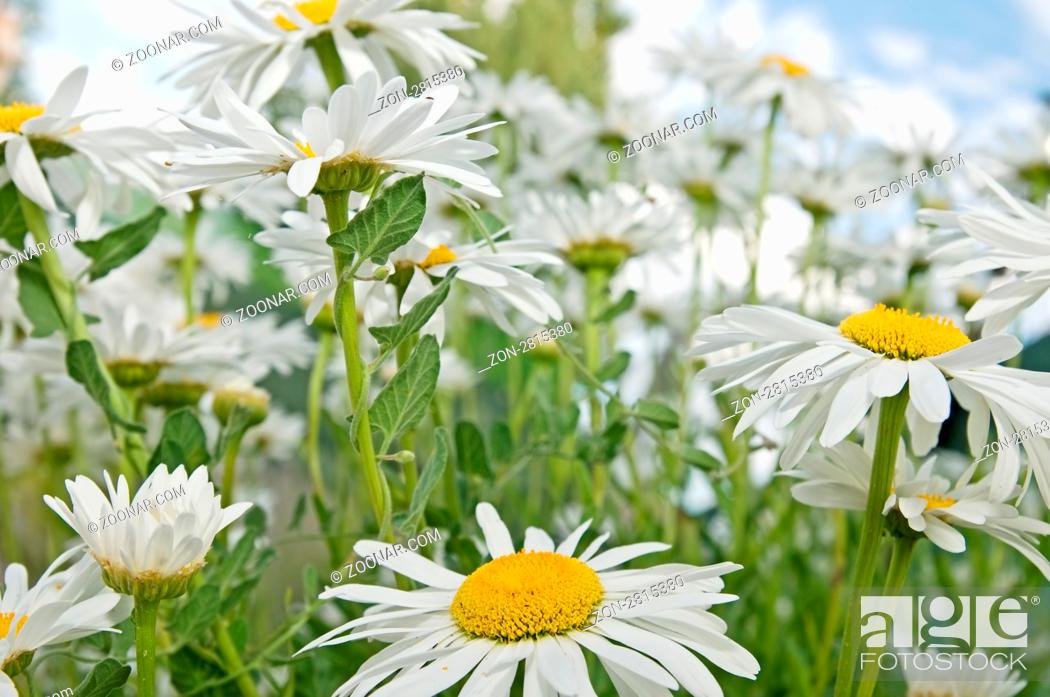 Stock Photo: field of daisies in a field of spring.