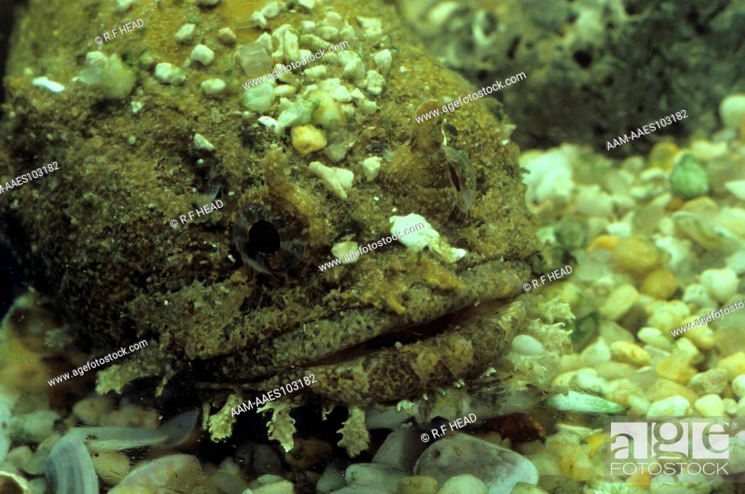 Photo de stock: Toadfish on muddy bottom (Opsanus beta) West Coast Florida.