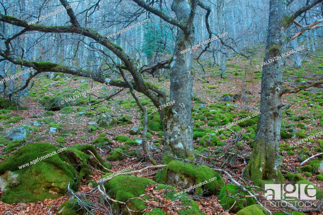 Stock Photo: Beech forest near of river Puente Ra. Natural park Sierra Cebollera. La Rioja.