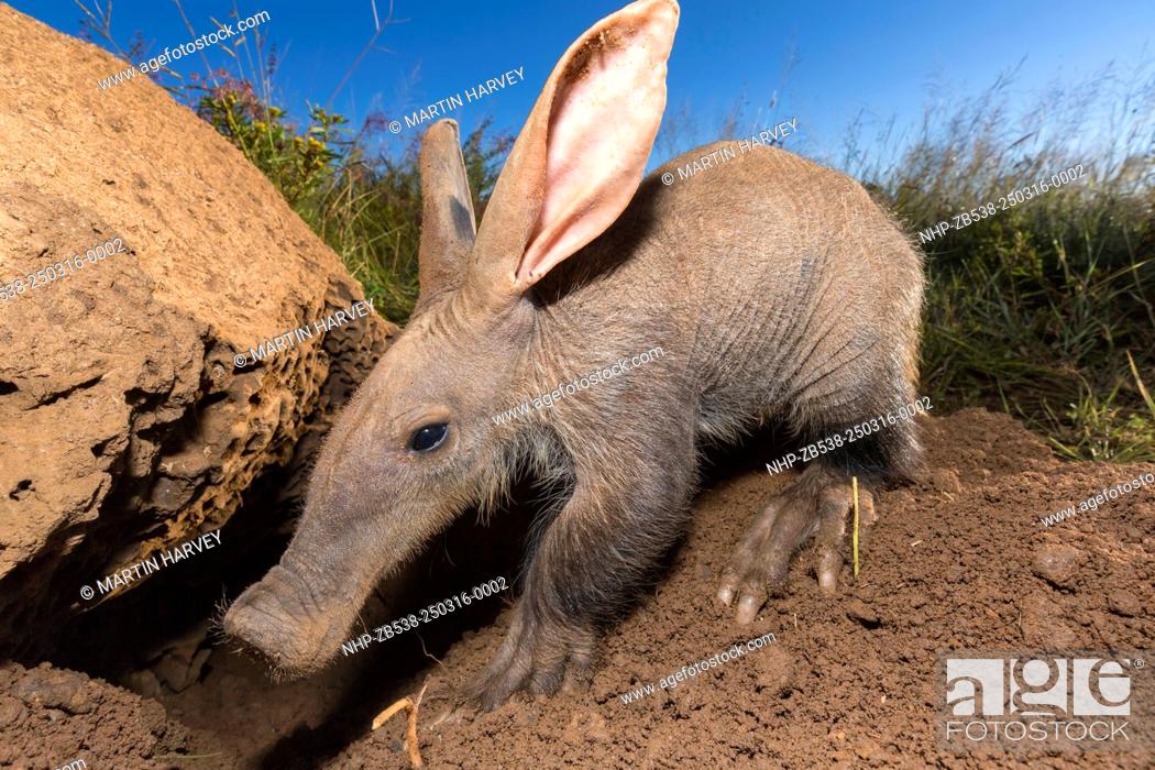 The Aardvark or Antbear is a burrowing, nocturnal animal native to Africa,  Stock Photo, Picture And Rights Managed Image. Pic. NHP-ZB538-250316-0002 |  agefotostock