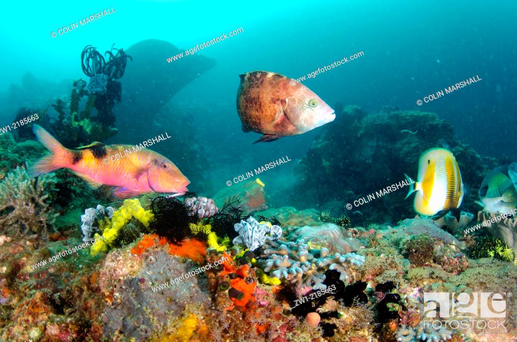 Stock Photo: Manybar Goatfish (Parupeneus multifasciatus), Floral Wrasse (Cheilinus chlorourus) and Orange-banded Coralfish (Coradion chrysozonus), Cannibal Rock dive site.