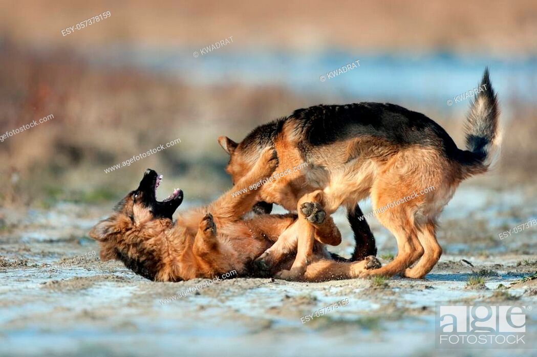 Stock Photo: Two german shepherd dog play outdoor in winter day.