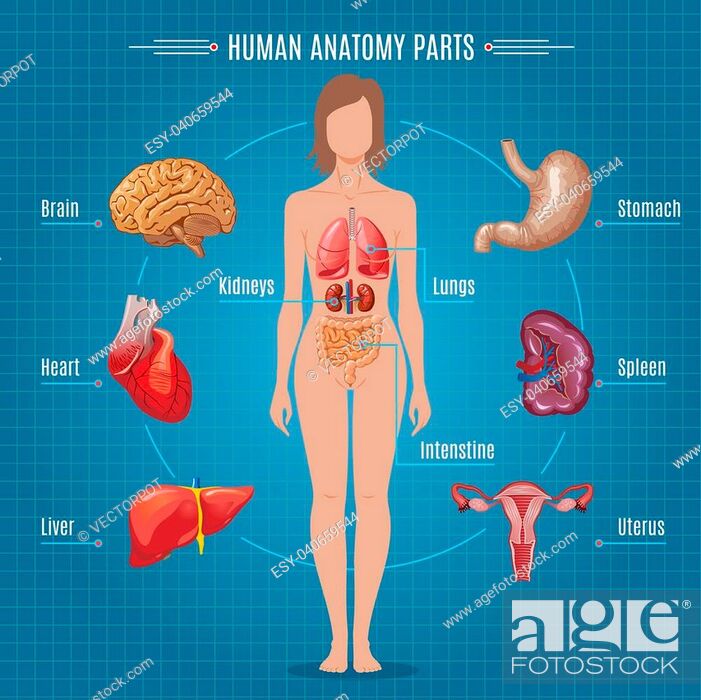Human anatomy parts infographic concept with female internal organs in  cartoon style vector..., Stock Vector, Vector And Low Budget Royalty Free  Image. Pic. ESY-040659544 | agefotostock