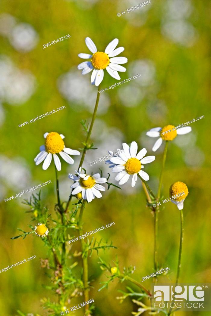 Stock Photo: scented mayweed, german chamomile, german mayweed (Matricaria chamomilla, Matricaria recutita), blooming, Germany.