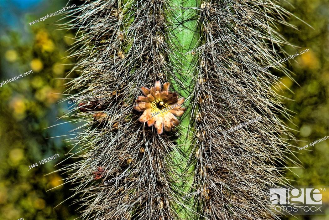Stock Photo: flowering, senita cactus, Sonora, desert, cactus, USA, United States, America.