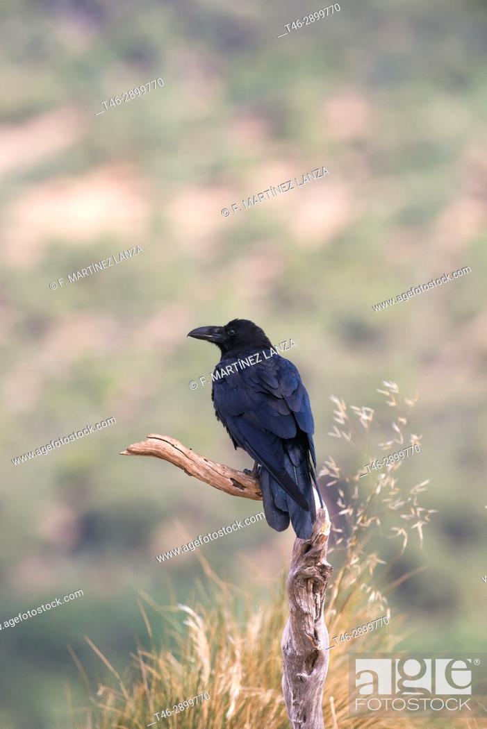 Imagen: Crow (Corvus corax), Photographed in the Espinar Segovia.