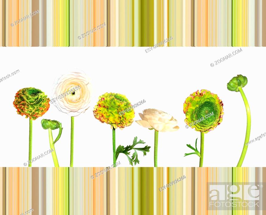 Stock Photo: Set of beautiful ranunculus flowers pale creamy and green with red edges of petals isolated on white located on stripped background.