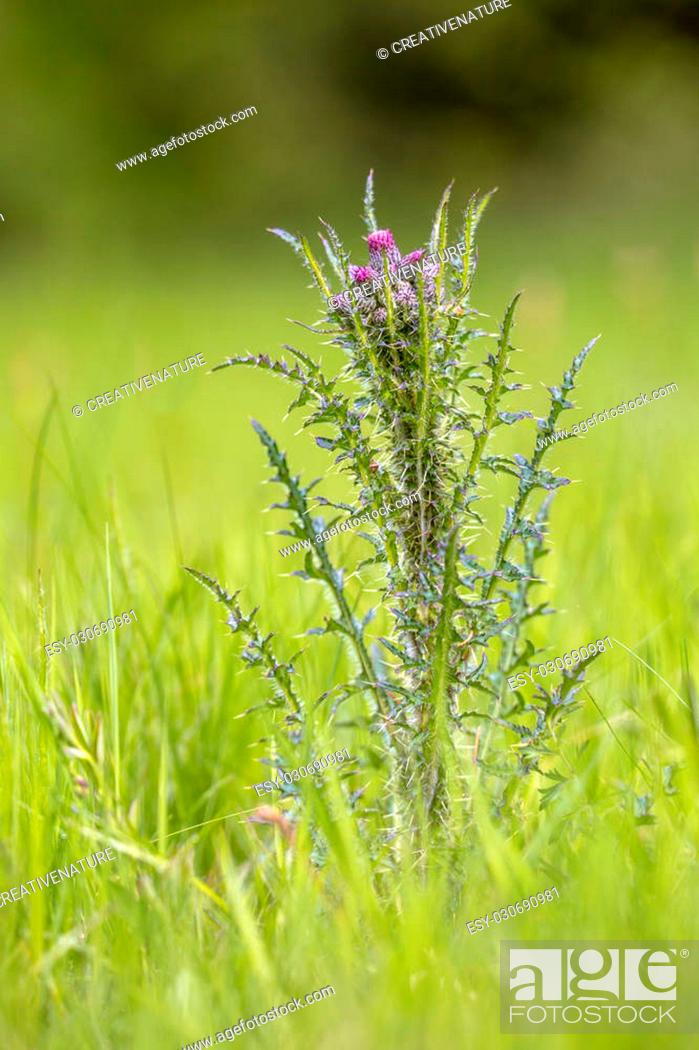 Stock Photo: Marsh Thistle (Cirsium palustre). Tall Thistle with small Purple Flowers. Cirsium palustre is broadly distributed throughout much of Europe and eastward to.