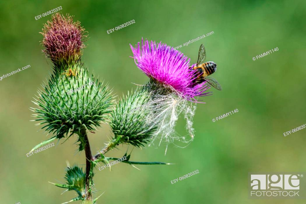 Stock Photo: A busy little bee is looking for some nectar from a thistle blossom.