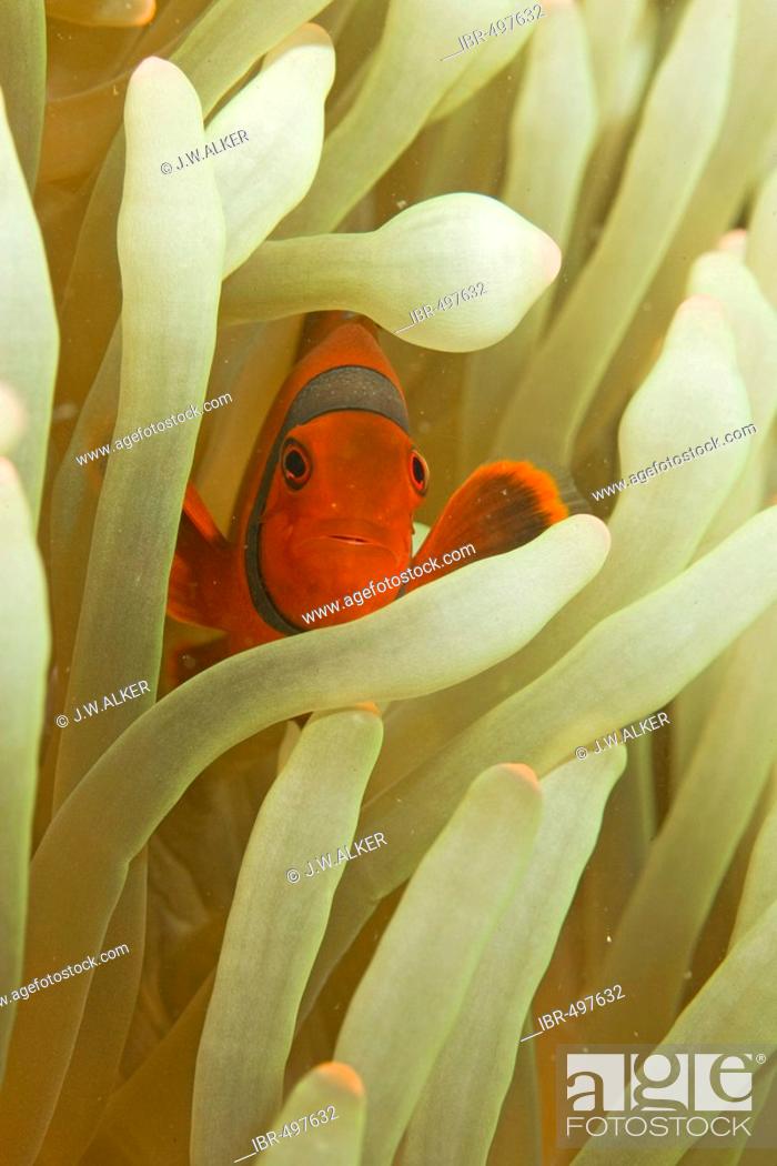 Stock Photo: Spinecheek clownfish, Premnas biaculeatus.
