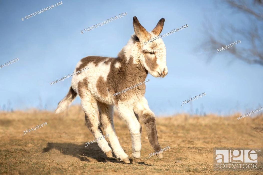 Stock Photo: running Donkey foal.