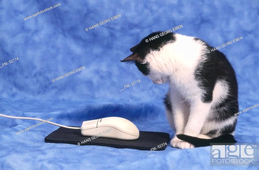 Photo de stock: Close-up of cat sitting beside computer mouse.