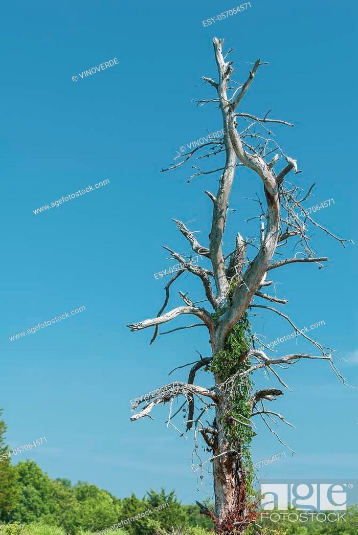 Photo de stock: Twisty dead tree serving as trellis for new vines at Trustom Pond National Wildlife Refuge.