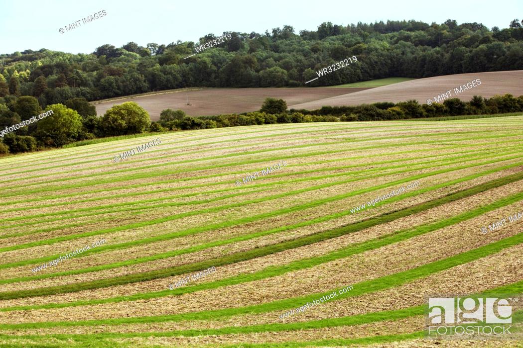Stock Photo: Farmland landscape in August, a rolling landscape with green and brown fields, green crop growing in strips across the ploughed fields after harvest.