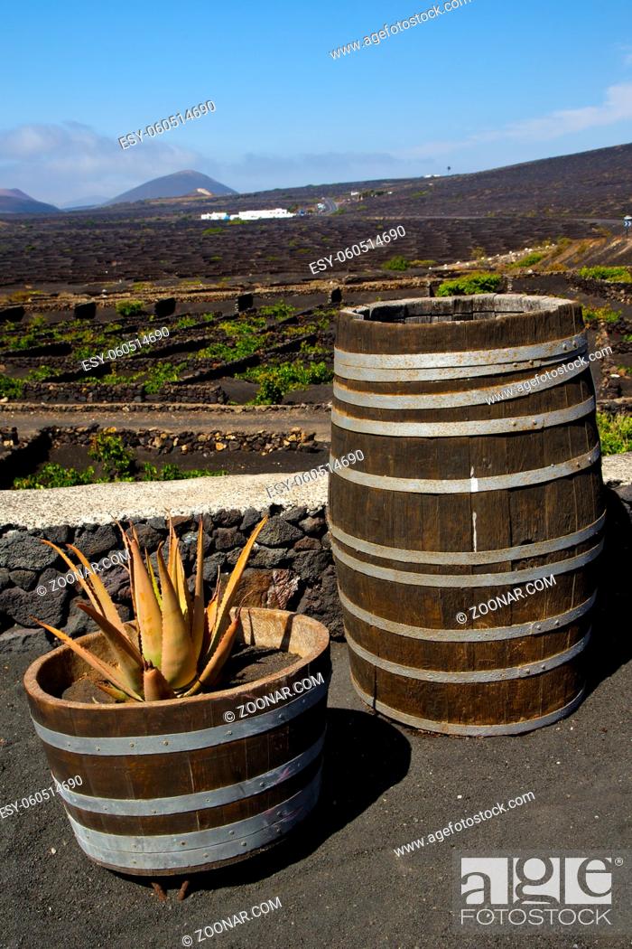 Stock Photo: cactus home viticulture winery lanzarote spain la geria vine screw grapes wall crops cultivation barrel.
