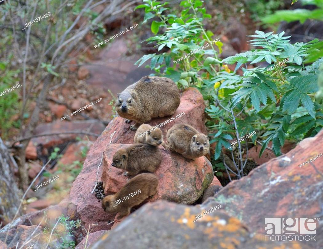 Imagen: Rock Hyrax (Procavia capensis) with young animals in the Waterberg National Park, Namibia, Africa.