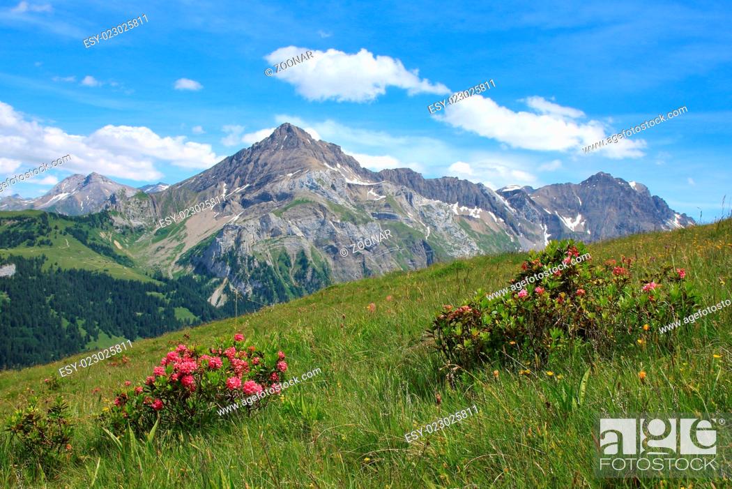 Stock Photo: Mountain named Spitzhorn and Alpenrosen.