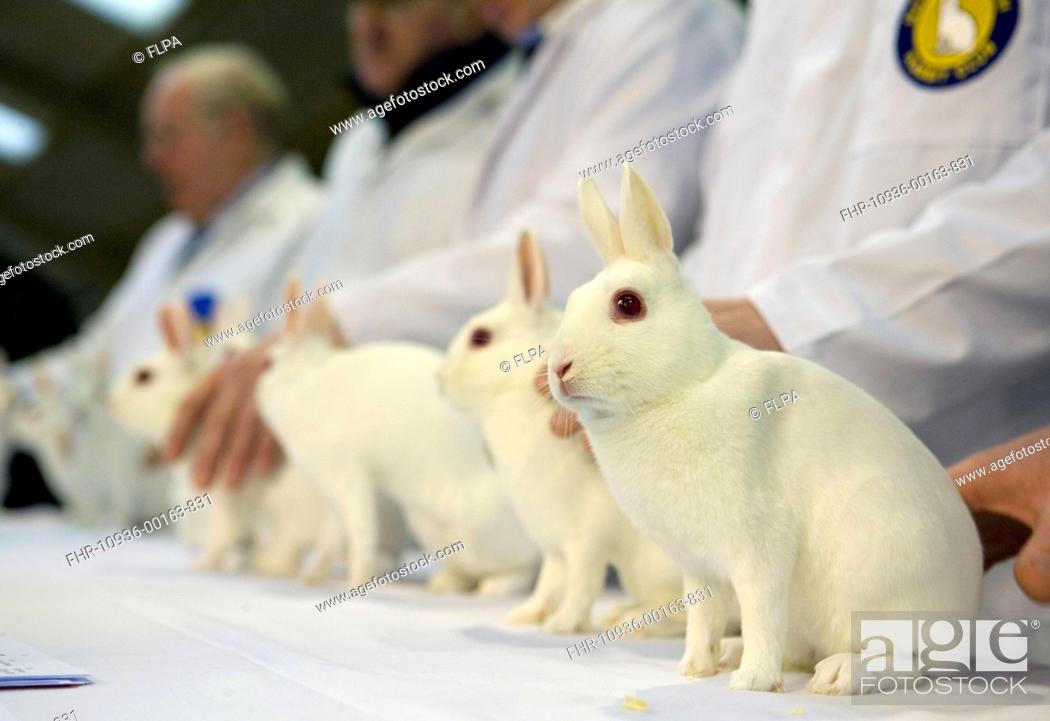 Stock Photo: Domestic Rabbit, Netherland Dwarf, albino adults, being judged at show, England, January.