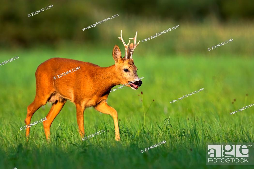 Stock Photo: Calm roe deer, capreolus capreolus, buck going on meadow with green grass and reed in background. Wild herbivore taking a step forward in summer.