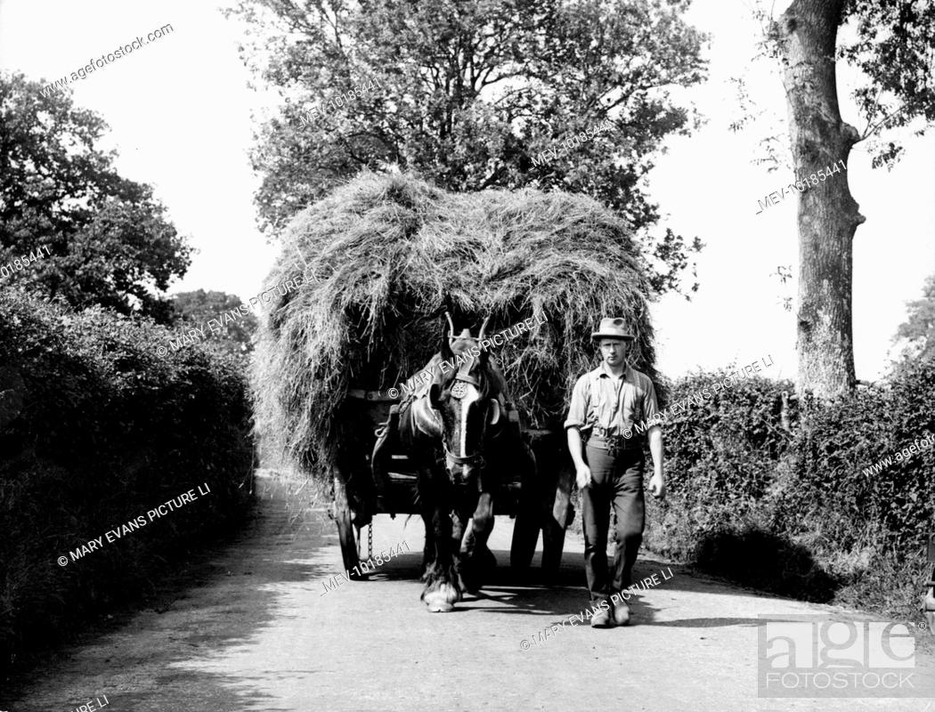 Stock Photo: A farmer leading a horse-drawn hay cart (or hay wain) in a country lane in Dorset, England.
