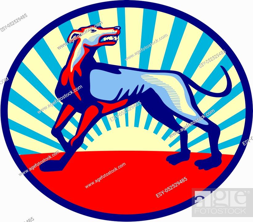Stock Photo: Illustration of an angry greyhound dog with mouth open looking up viewed from the side set inside oblong oval shape with sunburst in the background done in.