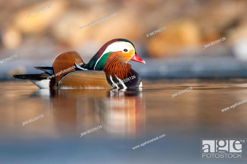 Stock Photo: mandarin duck (Aix galericulata), male on a pond, Germany.