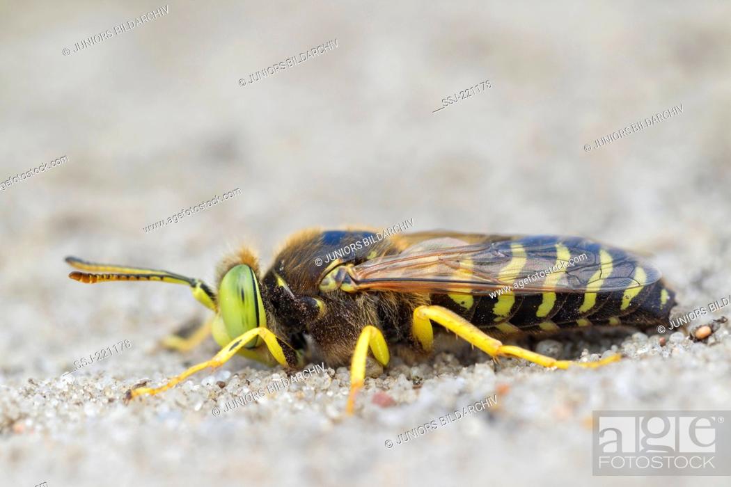 Stock Photo: Dead Sand Wasp (Bembix rostrata) on a sandy path. Germany.
