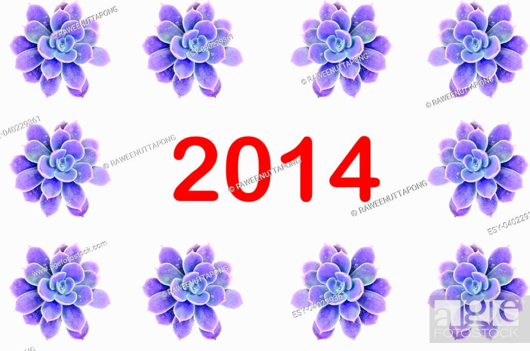 Stock Photo: Violet flowering cactus on white background write 2014.