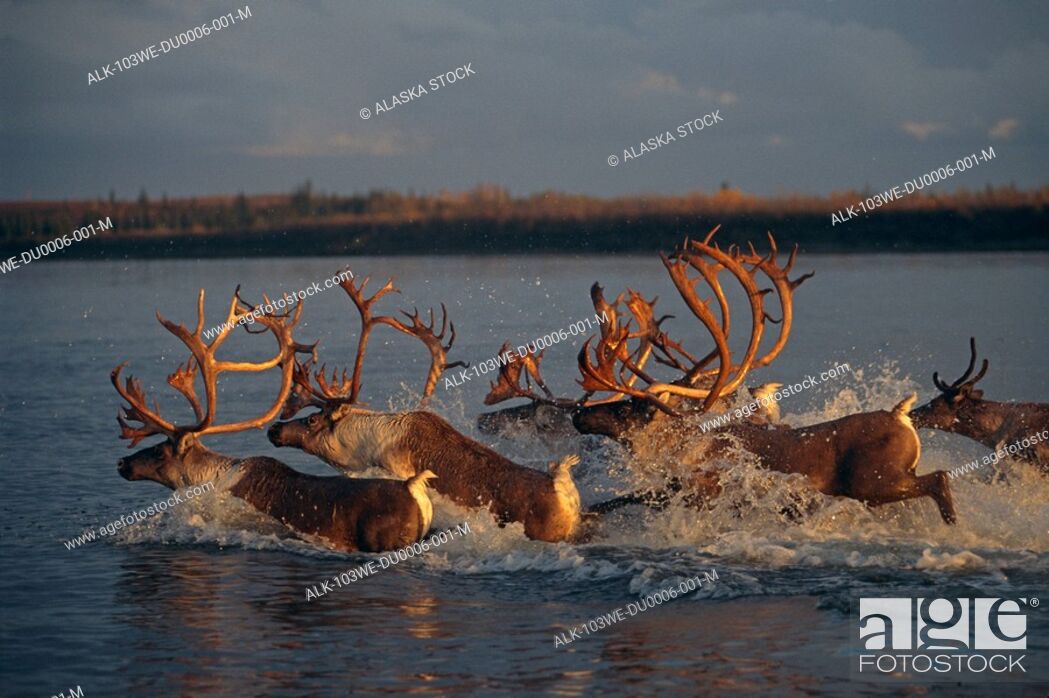 Stock Photo: Caribou Crossing Kobuk River Western AK Summer Western Arctic Herd.