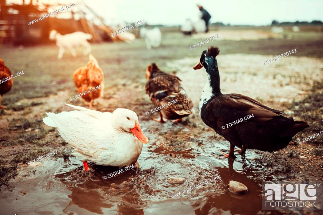 Stock Photo: A small flock of mixed free-range poultry feeding outdoors.