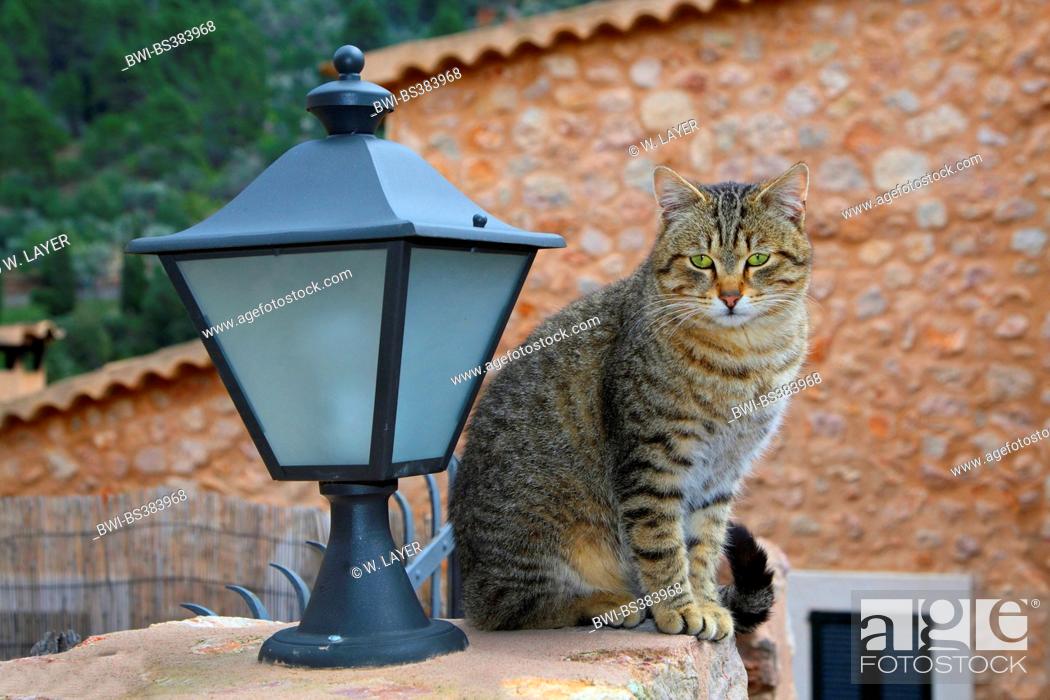 Stock Photo: domestic cat, house cat (Felis silvestris f. catus), striped cat sitting on a wall beside a lantern, Spain, Balearen, Majorca.