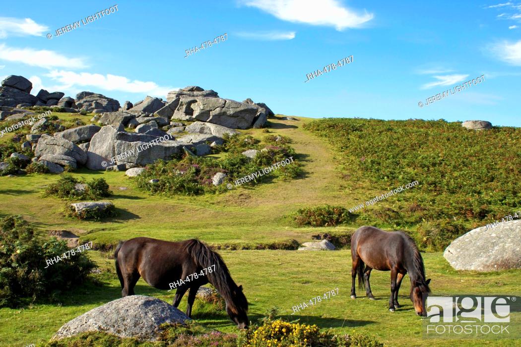 Stock Photo: Dartmoor ponies, Bonehill Rocks, Dartmoor National Park, Devon, England, United Kingdom, Europe.