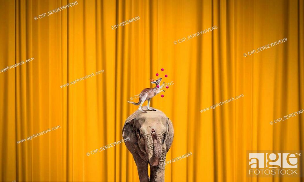 Circus animals, Stock Photo, Picture And Low Budget Royalty Free Image.  Pic. ESY-023548559 | agefotostock