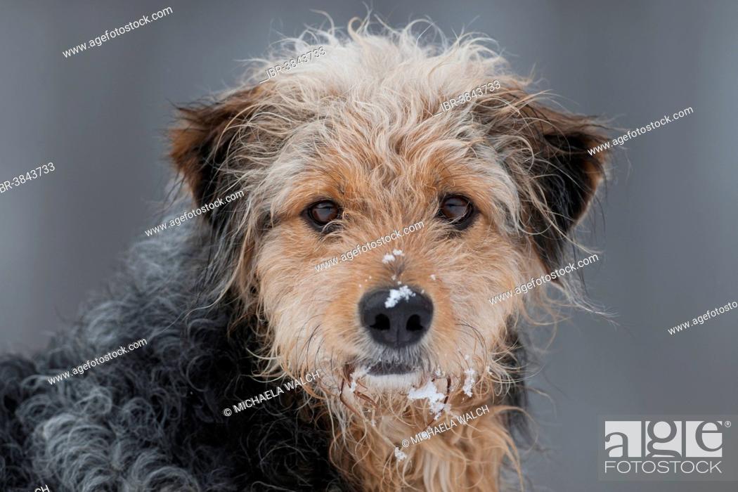 Bosnian Coarse Haired Hound Mongrel Portrait With Snow Stock Photo Picture And Rights Managed Image Pic Ibr 3843733 Agefotostock