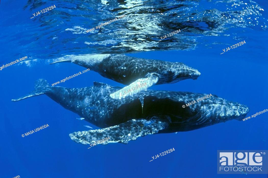 Stock Photo: humpback whales, Megaptera novaeangliae, mother and calf with rainbow runners, Elagatis bipinnulatus, Hawaii, USA, Pacific Ocean.