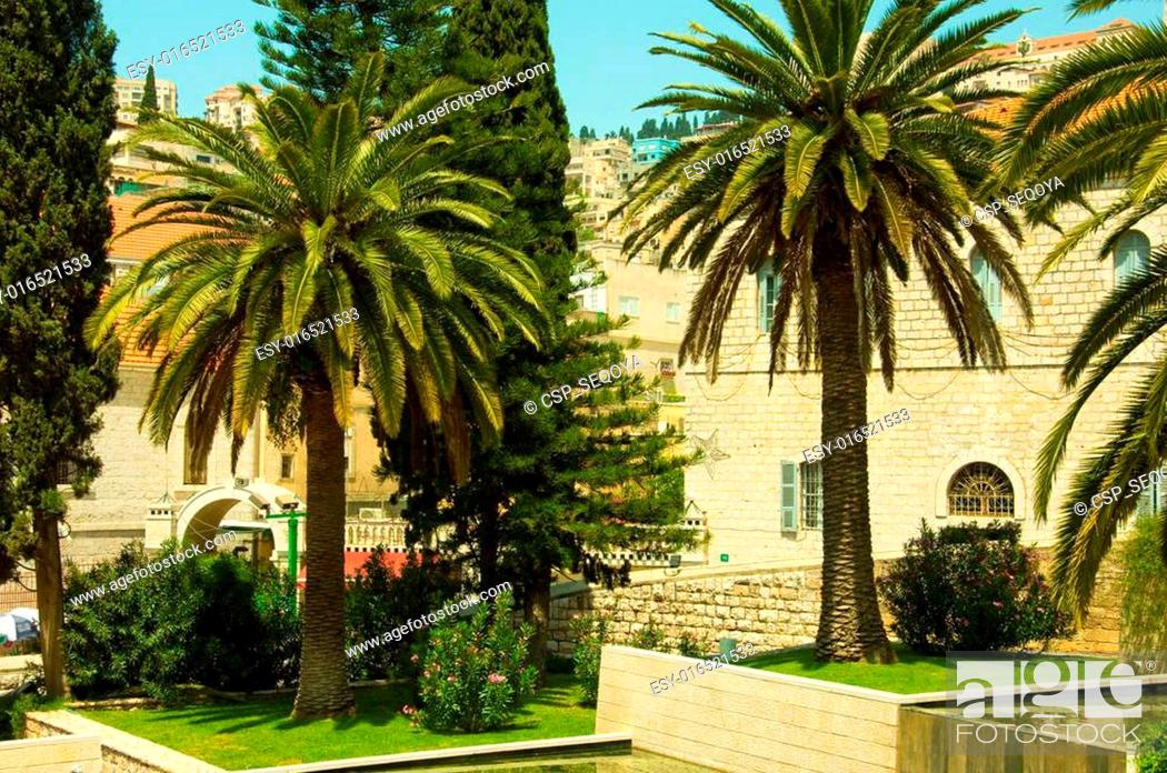 Nazareth Israel Date Palm Trees, How Much Do Landscapers Charge To Plant A Tree In Israel