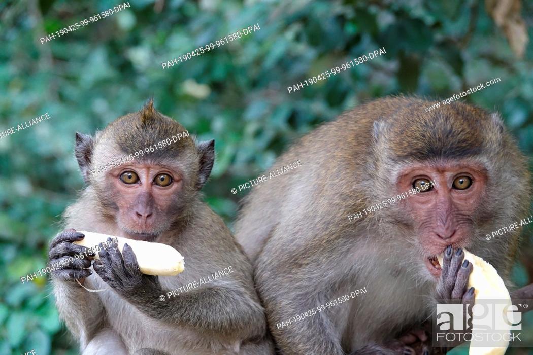 Stock Photo: 04 March 2019, Thailand, Takua Thung: Two macaque monkeys hold bananas at Wat Suwan Kuha, also called Wat Tham (""cave temple"").