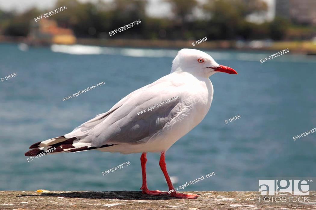 Stock Photo: Silver Gull (Chroicocephalus novaehollandiae) in the harbour of Sydney, Australia.