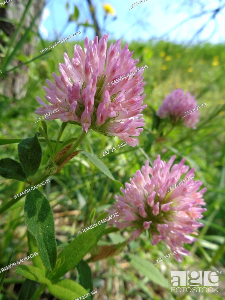 Stock Photo: Trifolium pratense.