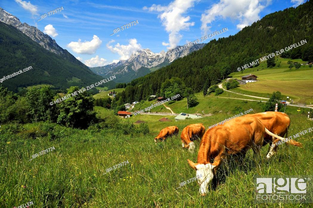 Stock Photo: Grazing cows on a meadow in the Berchtesgaden Alps, Reiteralpe Mountain at the rear, Ramsau bei Berchtesgaden, Berchtesgadener Land District, Upper Bavaria.
