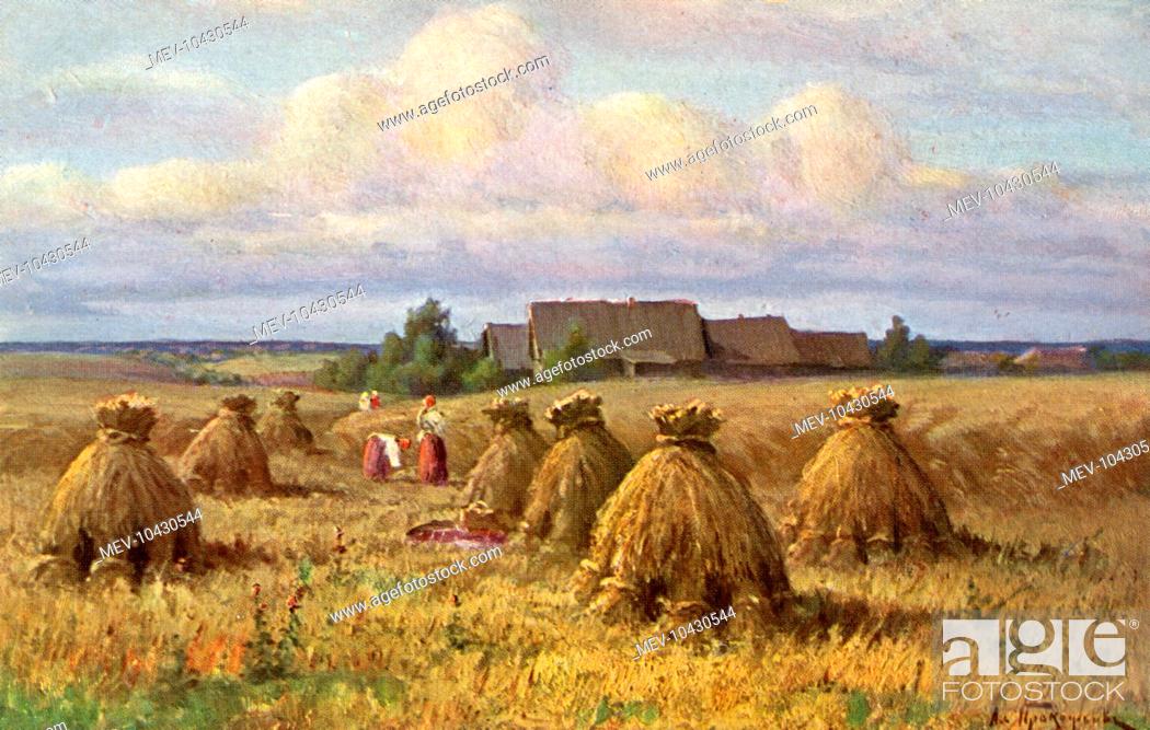 Stock Photo: A sultry day during the harvest in Russia. The wheat has been gathered into stooks.