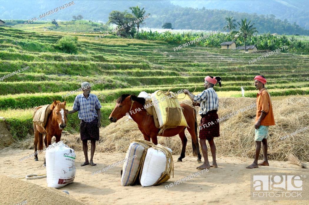 Stock Photo: Rice (Oryza sativa) crop, grain filled sacks being lifted and loading onto ponies, Kanthalloor, Marayur, Idukki District, Kerala, India, December.