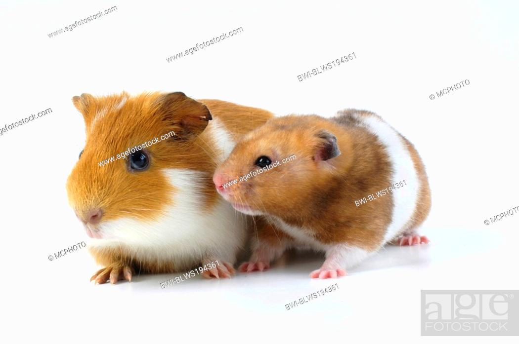 cavy, guinea pig Cavia spec., with golden hamster, Photo, Picture And Rights Managed Image. Pic. BWI-BLWS194361 agefotostock